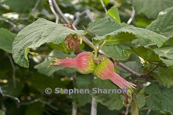 corylus cornuta ssp californica 4 graphic